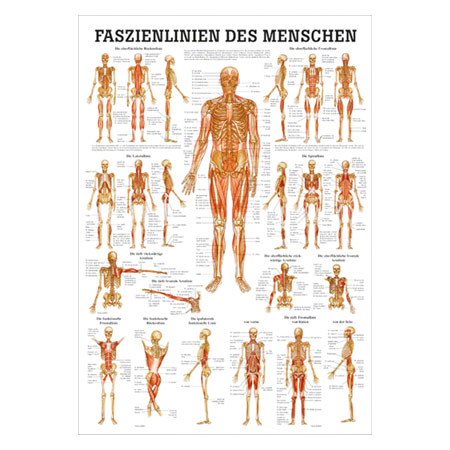 mini-poster Fasciae of the human being, LxW 34x24 cm