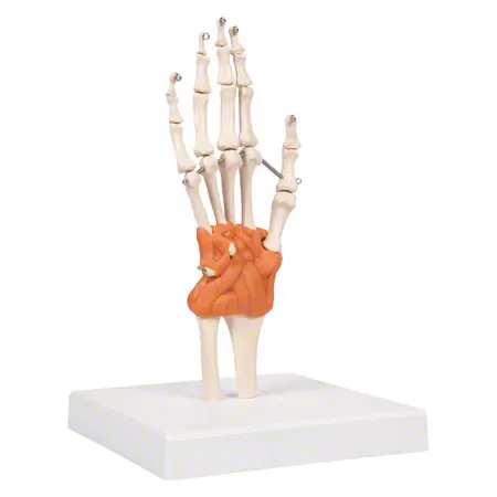wrist joint, LxBxH 8x8x35,5 cm